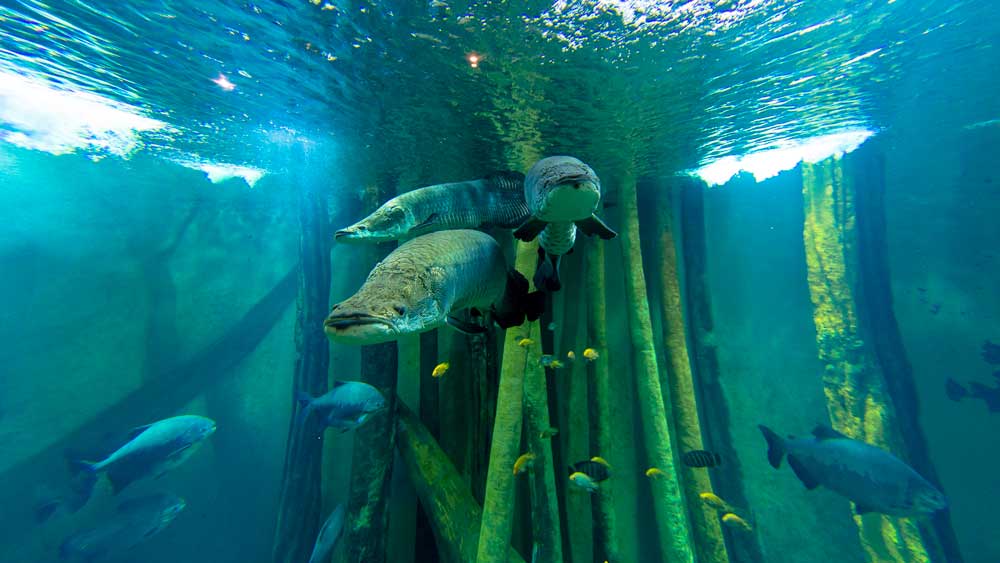 acuario de zaragoza