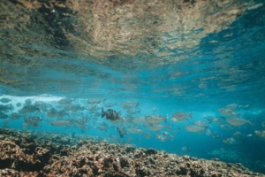 acuario de zaragoza